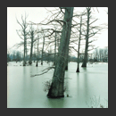 AMERICA8310.jpg�ւ̃����N