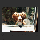 KANSASCITYPAPA2.jpg�ւ̃����N